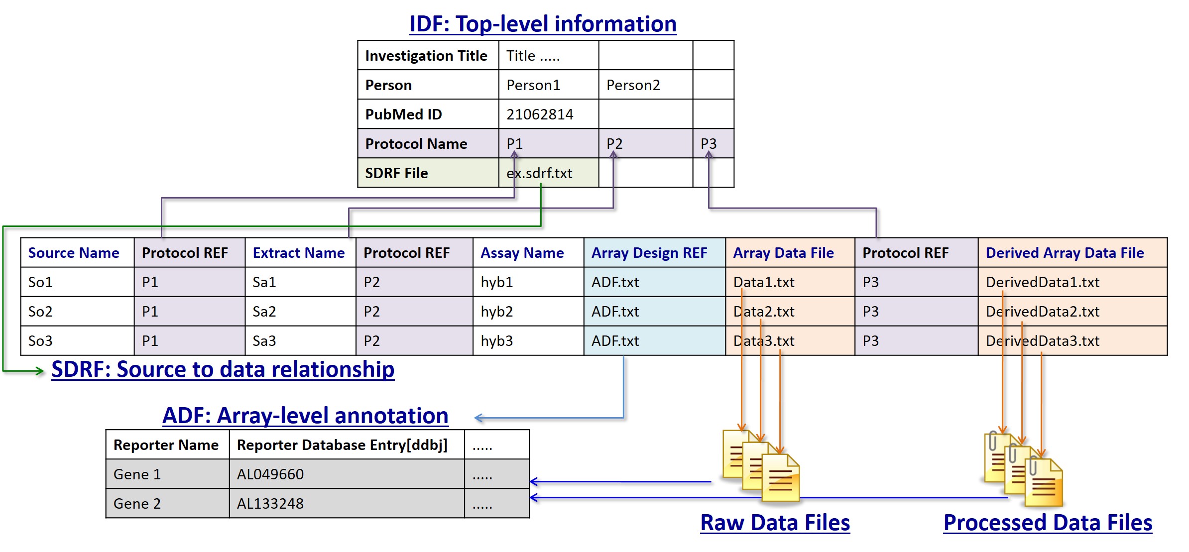 IDF，SDRF，ADFと生データファイル，解析処理されたデータファイル間の関係