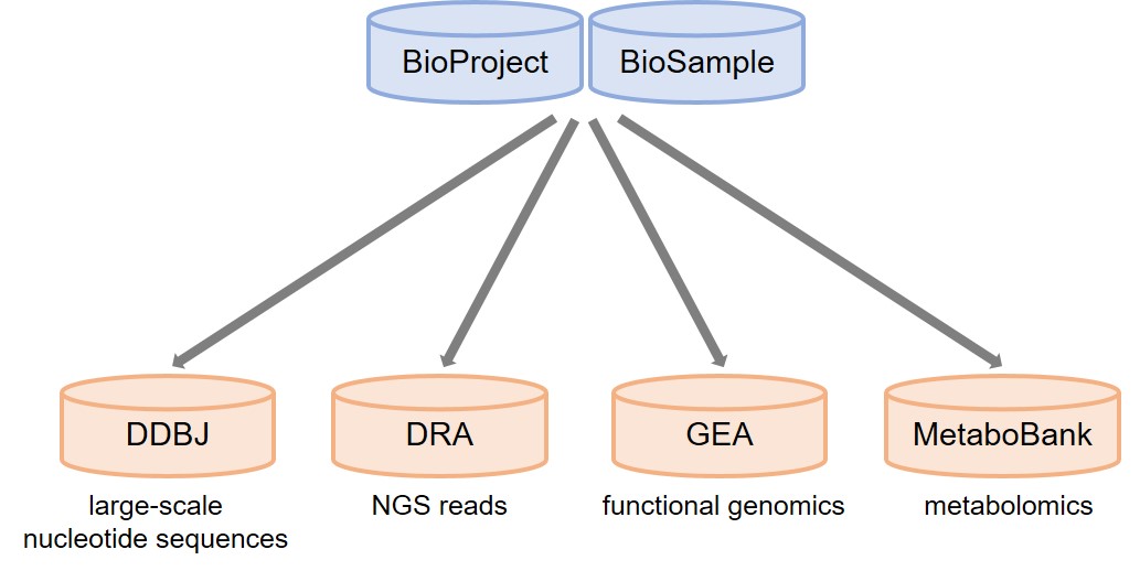 BioProject/BioSample 登録フロー